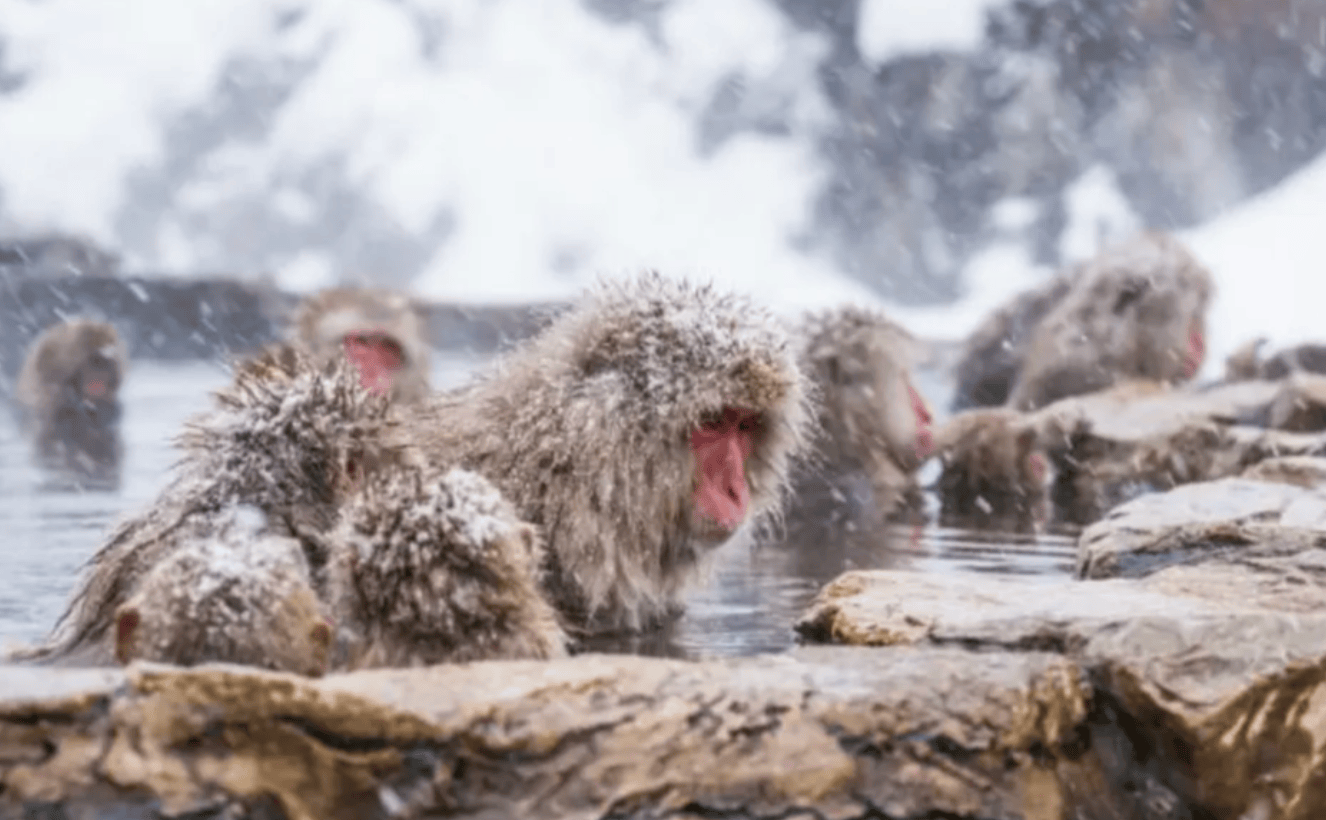 日本長野必去景點｜地獄谷野猿公苑